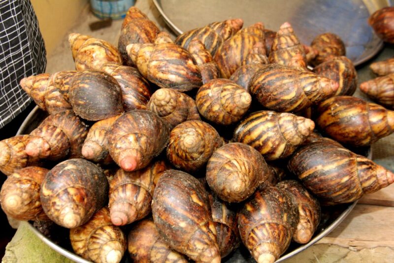 Healthy Mature Snails