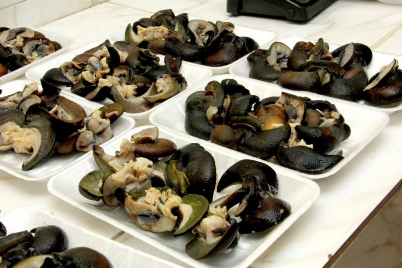Healthy Mature Snails