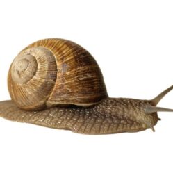 Snails